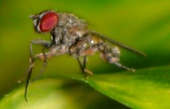 Drosophila ermitaga (C) G. Brougnard 2006